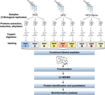 Proteomic analysis reveals semaglutide impacts lipogenic protein expression in epididymal adipose tissue of obese mice